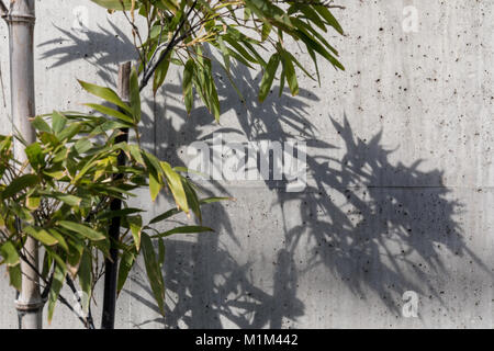 Bambú en frente de un muro de hormigón; Tokio