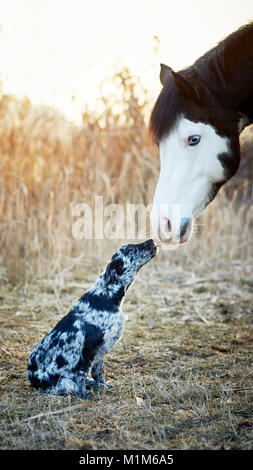 Amistad: Pintabian Animal y joven perro de raza mixta interactuando. Alemania