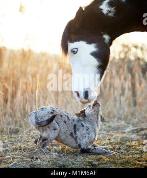 Amistad: Pintabian Animal y joven perro de raza mixta interactuando. Alemania