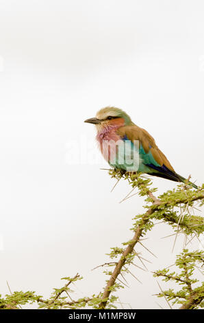 Lila-breasted rodillo (Coracias caudatus) en el Serengeti Foto de stock