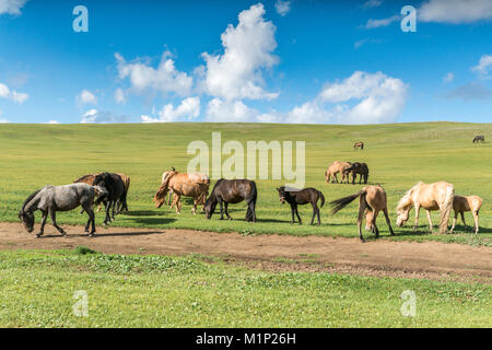 Caballos que pastan en la estepa mongola, Sur Hangay, Mongolia, Asia Central, África Foto de stock