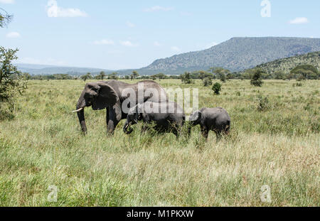 Un Elefante Africano con dos generaciones de terneros Foto de stock