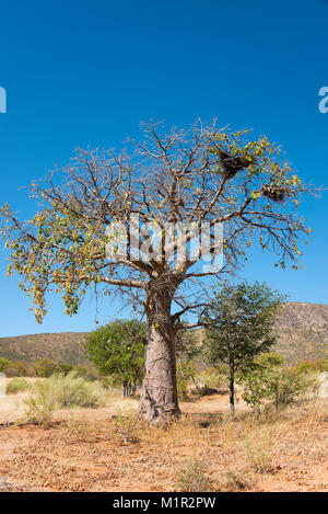 Baobab africano Adansonia Digi Tata, Baobab, kaokoveld, Namibia, Afrikanischer Affenbrotbaum, Kaokoveld, Namibia Adansonia digitata Foto de stock