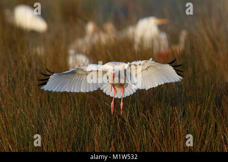 Ibis blanco (Eudocimus albus) que aterrizaba en un pantano - Refugio de Vida Silvestre de Merritt Island, Florida Foto de stock