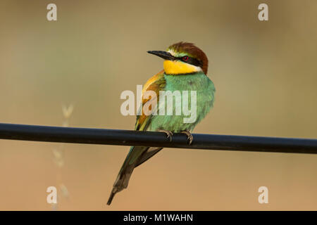 El abejaruco (Merops apiaster) en el cable, Foto de stock