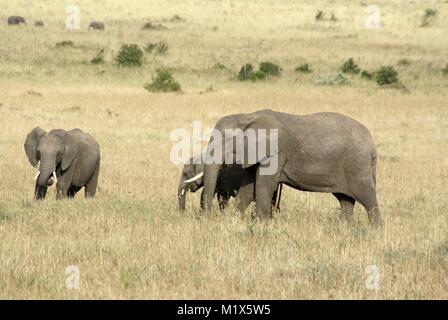 Elefante africano (Loxodonta africana) safari en Kenya Wildlife naturaleza