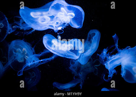 Medusas en impresionante despliegue de bioluminiscencia Foto de stock