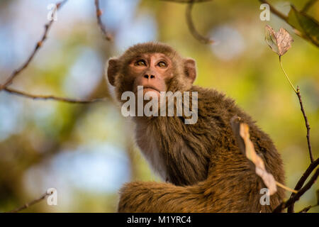 Close Up retrato de un adulto salvajes macacos Rhesus, Macaca mulatta, mirando hacia arriba, el Parque Nacional de Bandhavgarh, en Madhya Pradesh, India Foto de stock
