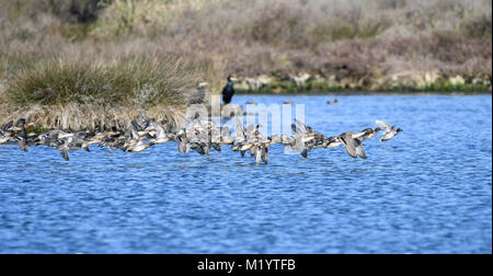 Grupo de patos en vuelo a ras del agua a lo largo de marsh Foto de stock