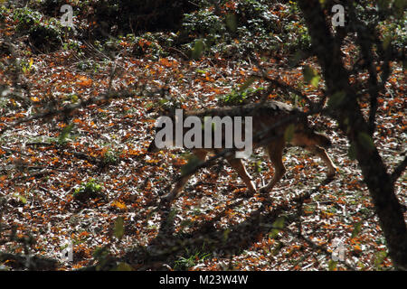 El lobo en la fauna de Civitella Alfedena Foto de stock