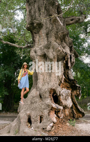 Un enorme árbol retorcido y la chica está de pie, se subió en él. Foto de stock