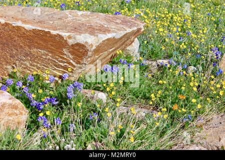 Custer Gallatiine Forrest nacional