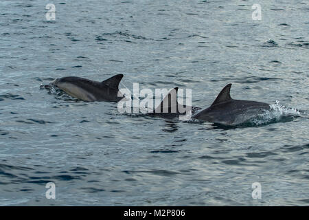 Delfines comunes, Delphinus delphis en Port Arthur, Tasmania, Australia Foto de stock