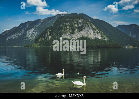 Tres blancas cisnes nadando en el impresionante lago Hallstatt con Schloss (castillo) grub en el fondo en la base de altas montañas alpinas en un soleado da Foto de stock