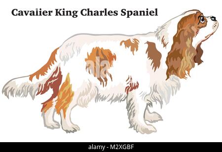 Retrato de pie en el perfil de perro Cavalier King Charles Spaniel, vector ilustración colorida aislado sobre fondo blanco. Ilustración del Vector
