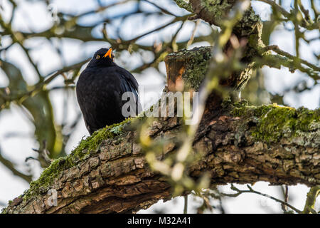 Tiny blackbird sentado sobre una ramita en invierno. También conocido como Turdus Merula.