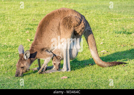 Hembra con un canguro Joey el pastoreo, Perth, Australia Occidental, Australia Foto de stock