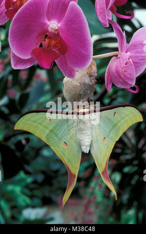 Vietnam. Cerca de Son La. Butterfly. Polilla Actias luna india (selene). Orchid. Foto de stock