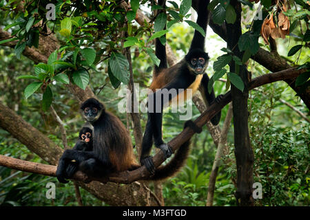 Yucatán Geoffroy's mono araña (Ateles geoffroyi) tomando sol en la selva, Belice, Centroamérica Foto de stock