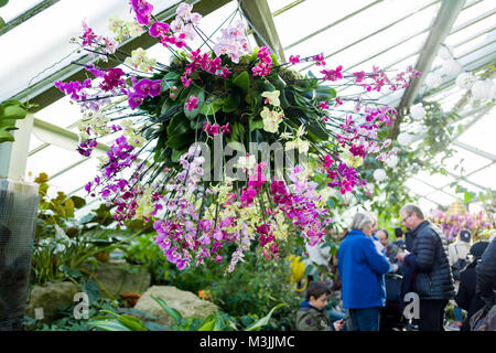 Febrero 11, 2018 - Primera vez Kew extravaganza floral anual ha sido inspirado por Tailandia. Durante cuatro semanas, los jardines Kew dará la bienvenida a los visitantes a su 23º Festival anual de orquídeas con diseños creativos y experiencias únicas. Crédito: Velar la Subvención/Cable/ZUMA Alamy Live News