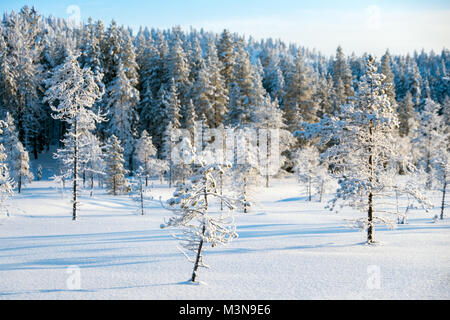 Snow-laden bosques del norte de Finlandia