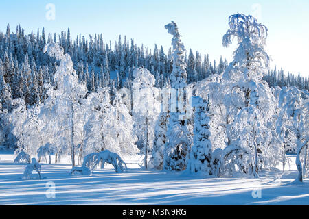 Snow-laden bosques del norte de Finlandia