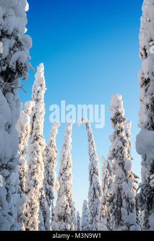 Los árboles cargados de nieve y el cielo azul en un bosque finlandés Foto de stock