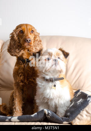 Interiores retrato de familia: mascotas perros pomerania shih tzu & red Cocker Spaniel, sentarse erguido 'Atención' juntos en el sofá en casa. Adorables granujas. Foto de stock