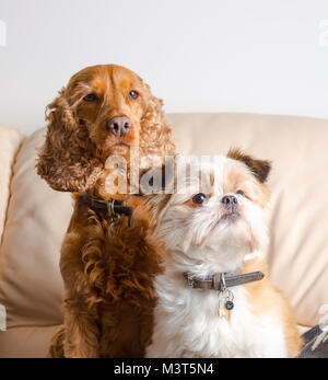 Retrato interior de los perros de la mascota de la familia: pomeranian shih tzu & red cocker spaniel, sentado en posición vertical a la atención junto en el sofá en casa. Pascales adorables. Foto de stock