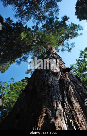 Los árboles Sequoia con miras a la alta corona
