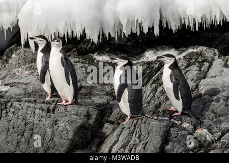 ; Pingüinos de barbijo (Pygoscelis antarcticus; anillado; pingüinos pingüino barbudo; stonecracker penguin; la isla Rongé y la península Arctowski; La Antártida Foto de stock