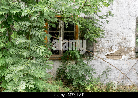 Ventana de una vieja casa deshabitada con un árbol en el campo