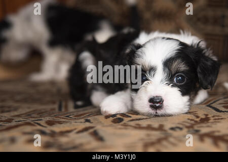 Miniatura cachorro yace sobre la cama, perro gracioso, mirando en la cámara Foto de stock
