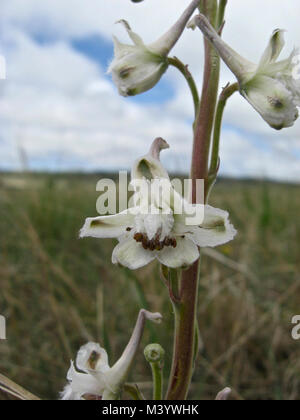 Carolina Larkspur - Delphinium carolinianum Foto de stock