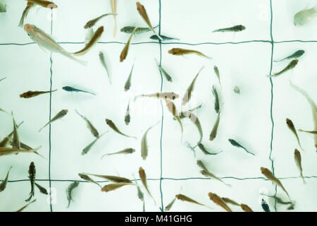 Doctor pez. Garra Rufa nadando en poo Foto de stock