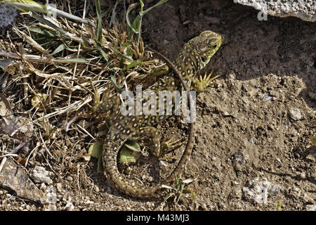 Timon lepidus, Lacerta lepida, Ocellated Lizard Foto de stock