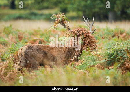 Ciervo rojo (Cervus elaphus), con cabeza de ciervo cubierto de hierba y helechos, después de la paliza durante el badén, Richmond Park, Londres, Inglaterra Foto de stock