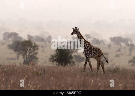 Maasai jirafa (Giraffa camelopardalis tippelskirchi), caminando en la niebla, Tsavo, Kenya, Africa. Foto de stock