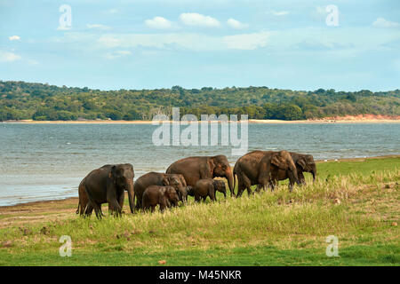 Manada de elefantes de Sri Lanka (Elephas maximus maximus) Pastoreo sobre lago,Minneriya Parque Nacional Minneriya Foto de stock