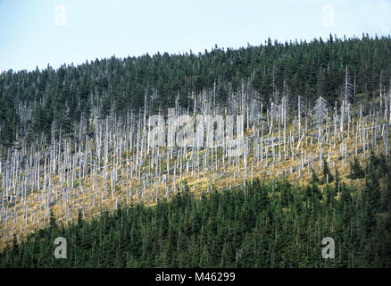 Franja de la lluvia ácida daña los bosque de coníferas en las montañas Karkonosze un parque nacional polaco en el suroeste del país, en la frontera con la C Foto de stock