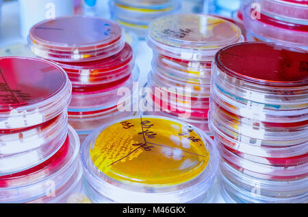 Placa de Petri. Laboratorio Microbiológico. Cultivos de hongos y moho. Investigación bacteriana