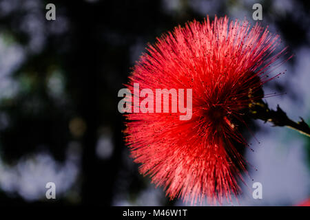 Calliandra haematocephala flor roja con luz solar Foto de stock
