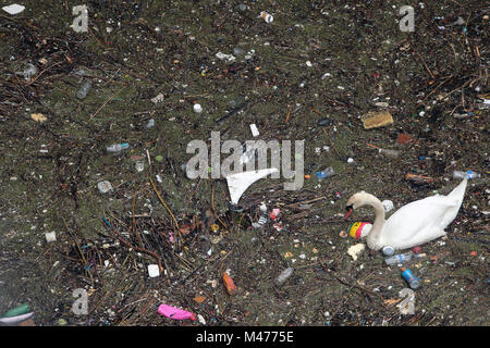 Londres, Reino Unido. El 14 de febrero, 2018. Un cisne luchas para alimentar amoungst la basura incluyendo botellas de plástico, tapas de botellas, envases, y quitarle los cartones arrojados en el Támesis por Limehouse en Londres. Crédito: Nigel Bowles/Alamy Live News Foto de stock