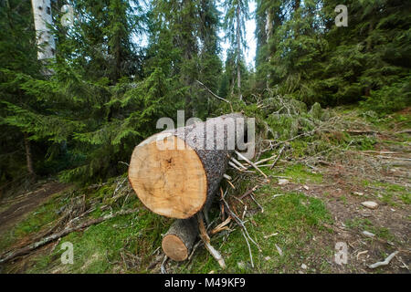 Deforestación en Rumania - Big Pine saludable árbol talado abusivamente