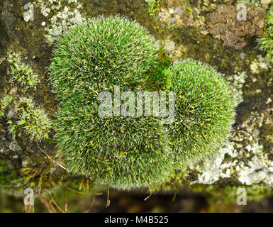 Moss; gris acolchados grimmia moss; gris acolchados grimmia; Grimmia pulvinata; Foto de stock