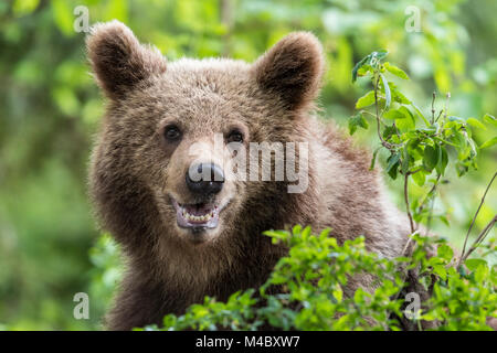 Unión oso pardo (Ursus arctos arctos),retrato animal,Notranjska Región,Eslovenia Foto de stock