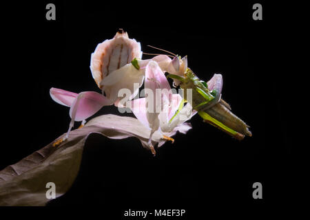 Mantis de orquídeas con su presa, Indonesia Foto de stock