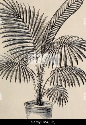 Ilustrado anual y catálogo descriptivo de nuevo, las plantas raras y hermosas (1892) (17802719364)