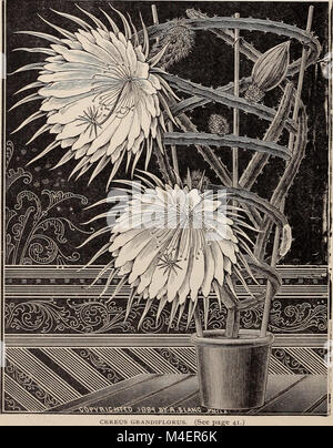 Ilustrado anual y catálogo descriptivo de nuevo, las plantas raras y hermosas (1892) (17804792883)