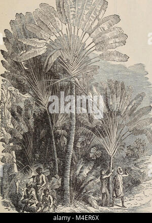 Ilustrado anual y catálogo descriptivo de nuevo, las plantas raras y hermosas (1892) (18399172506)
